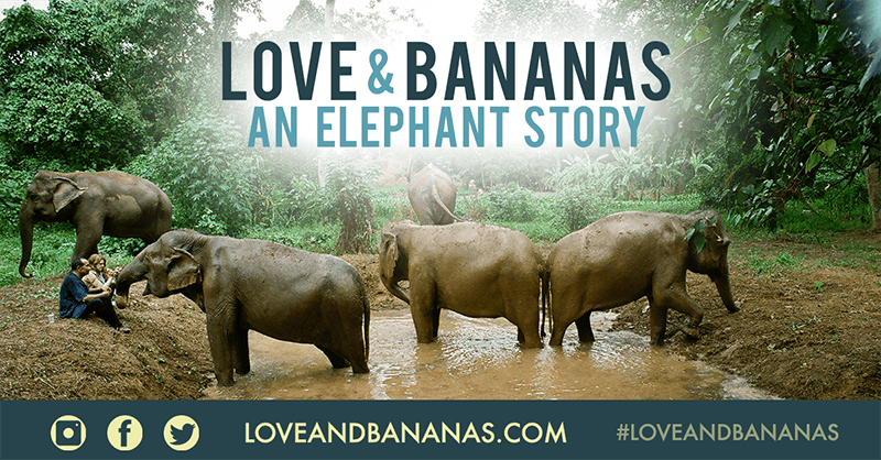 Love & Bananas